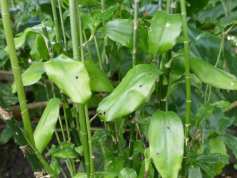 Dracaena Camerooniana | Dracaena | Dracaenaceae