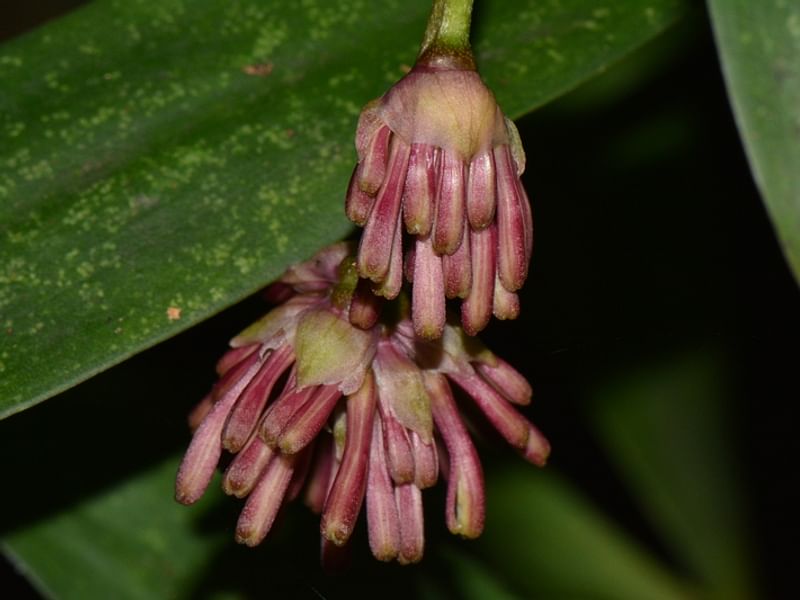 Dracaena Camerooniana | Dracaena | Dracaenaceae