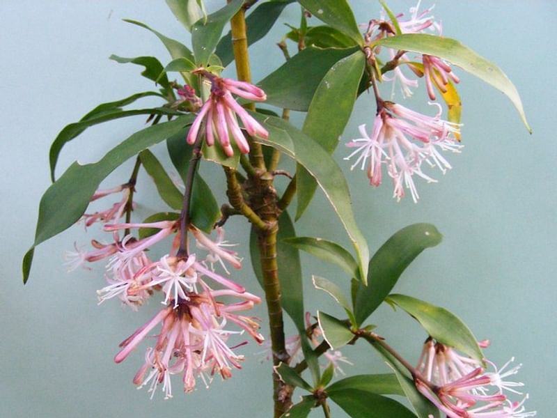 Dracaena Camerooniana | Dracaena | Dracaenaceae