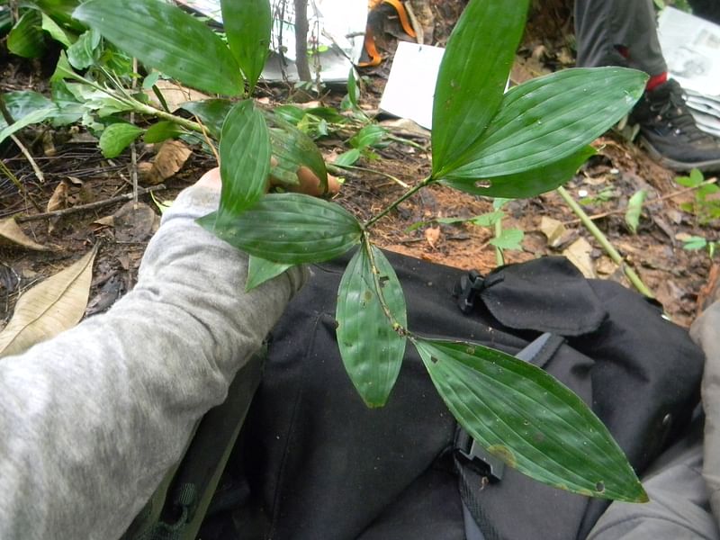 Dracaena Camerooniana | Dracaena | Dracaenaceae