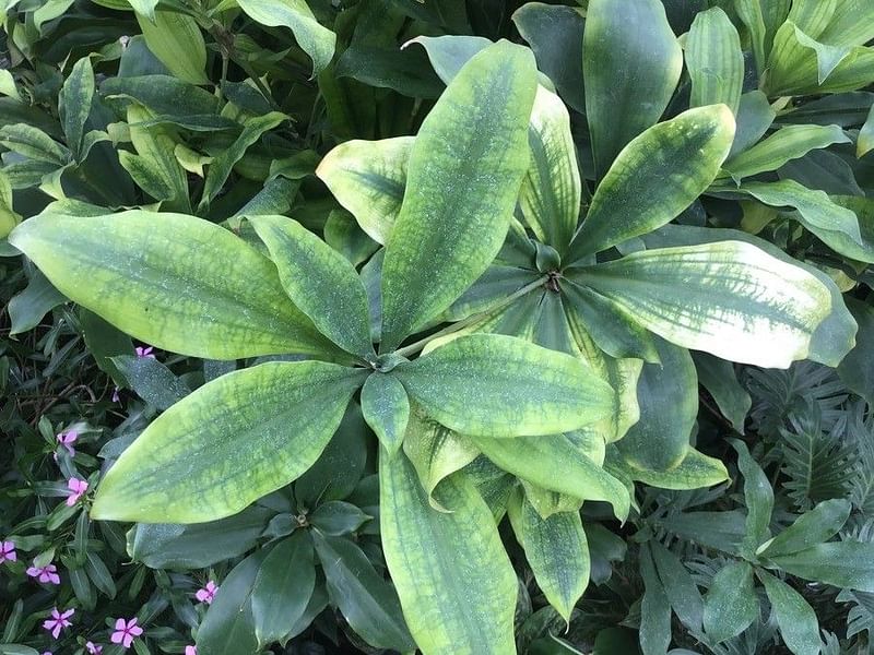 Dracaena Camerooniana | Dracaena | Dracaenaceae