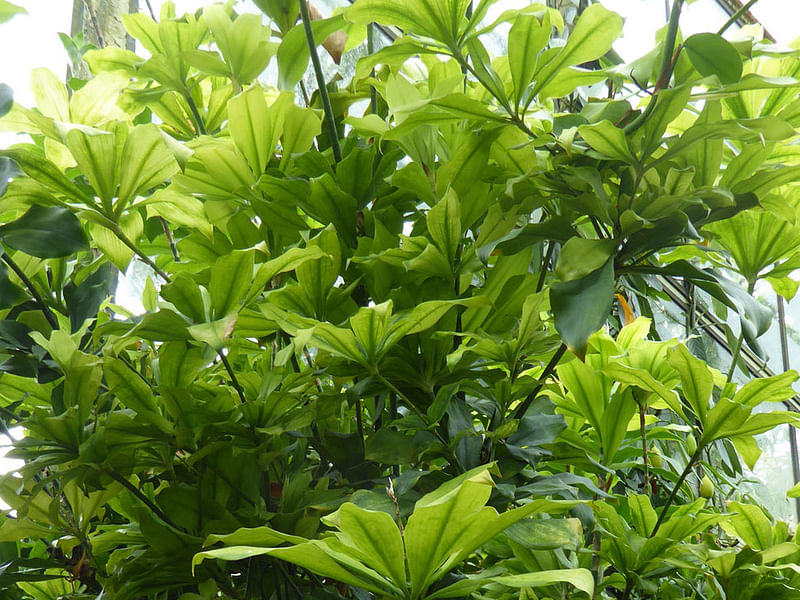 Dracaena Camerooniana | Dracaena | Dracaenaceae