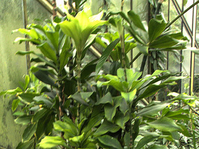Dracaena Camerooniana | Dracaena | Dracaenaceae