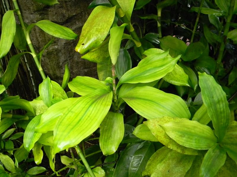 Dracaena Camerooniana | Dracaena | Dracaenaceae