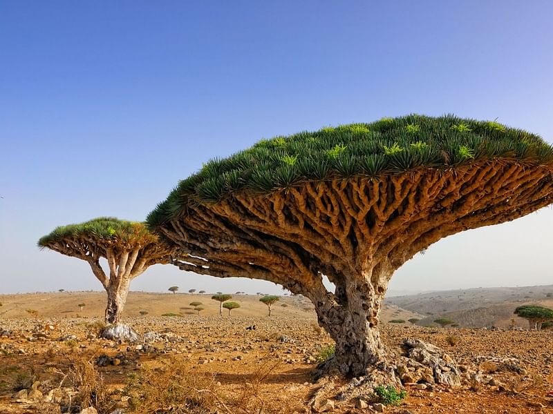 Dracaena Cinnabari | Dracaena | Dracaenaceae