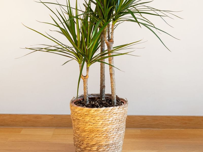 Dracaena | Dracaenaceae