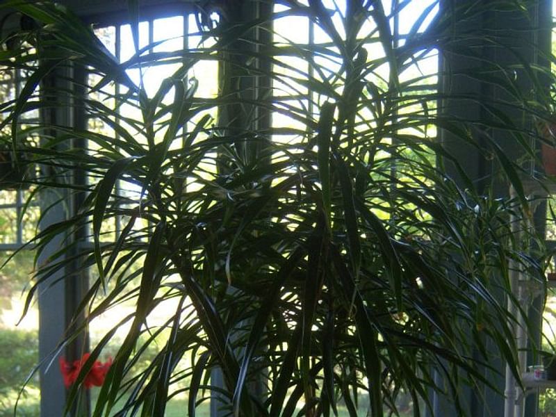 Dracaena Reflexa Var. Angustifolia Syn. D. Marginata | Dracaena | Dracaenaceae