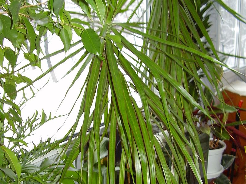 Dracaena Reflexa Var. Angustifolia Syn. D. Marginata | Dracaena | Dracaenaceae
