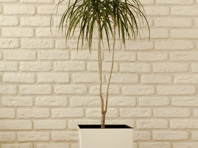 Dracaena Reflexa Var. Angustifolia Syn. D. Marginata | Dracaena | Dracaenaceae