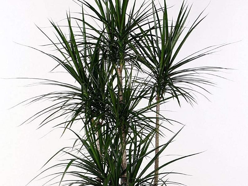 Dracaena Reflexa Var. Angustifolia Syn. D. Marginata | Dracaena | Dracaenaceae