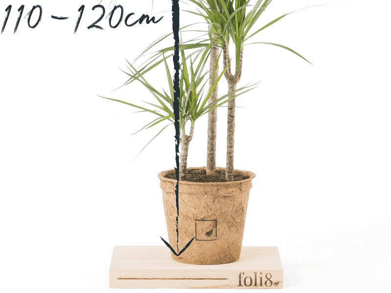 Dracaena Reflexa Var. Angustifolia Syn. D. Marginata | Dracaena | Dracaenaceae