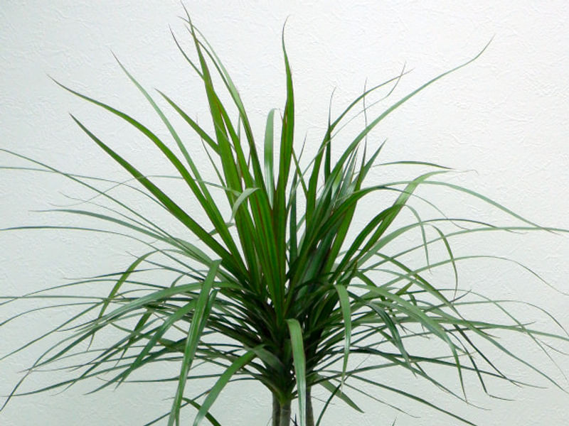 Dracaena Reflexa Var. Angustifolia Syn. D. Marginata | Dracaena | Dracaenaceae
