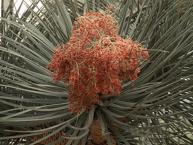Dracaena Schizantha Fruit | Dracaena | Dracaenaceae