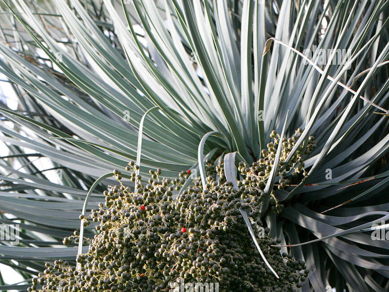 Dracaena Schizantha Fruit | Dracaena | Dracaenaceae