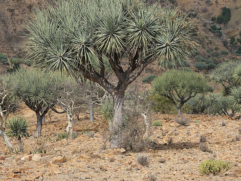Dracaena Schizantha Fruit | Dracaena | Dracaenaceae