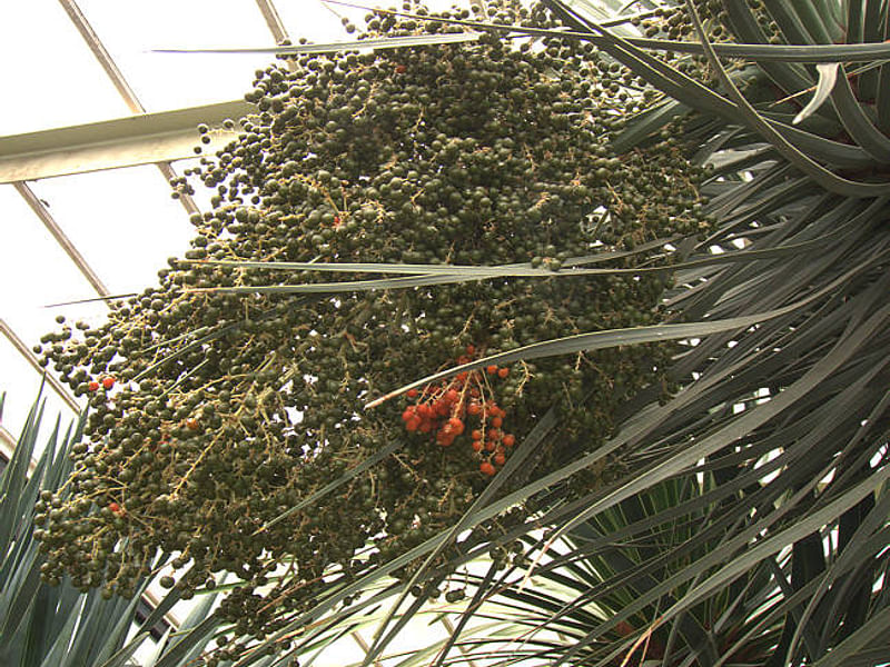 Dracaena Schizantha Fruit | Dracaena | Dracaenaceae