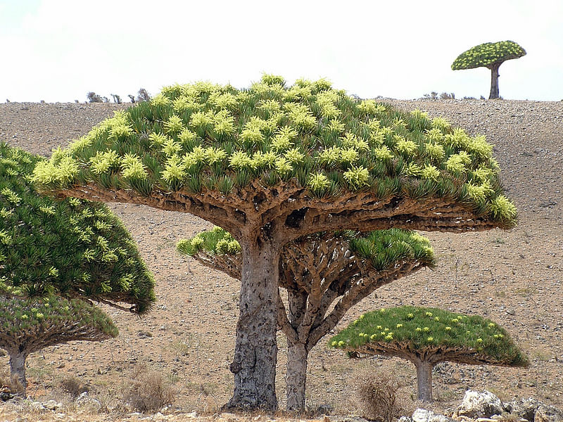 Dracaena Schizantha Fruit | Dracaena | Dracaenaceae