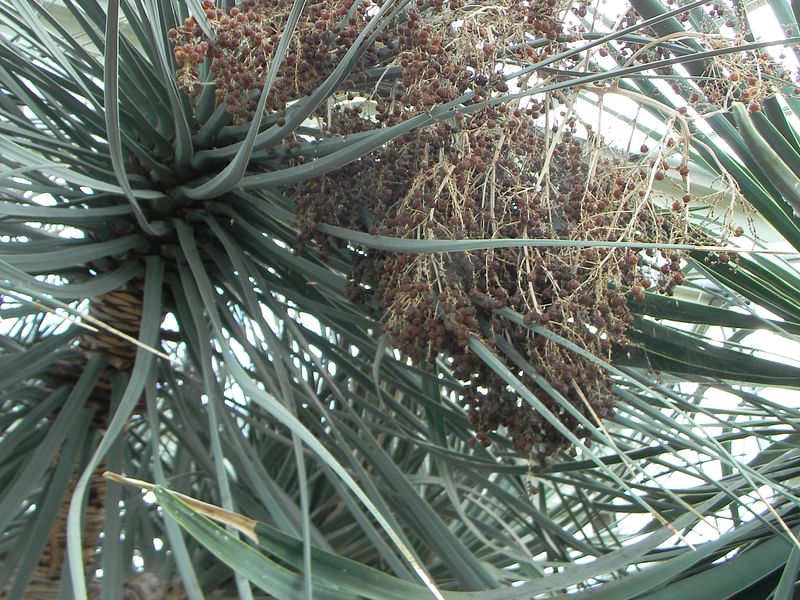 Dracaena Schizantha Fruit | Dracaena | Dracaenaceae
