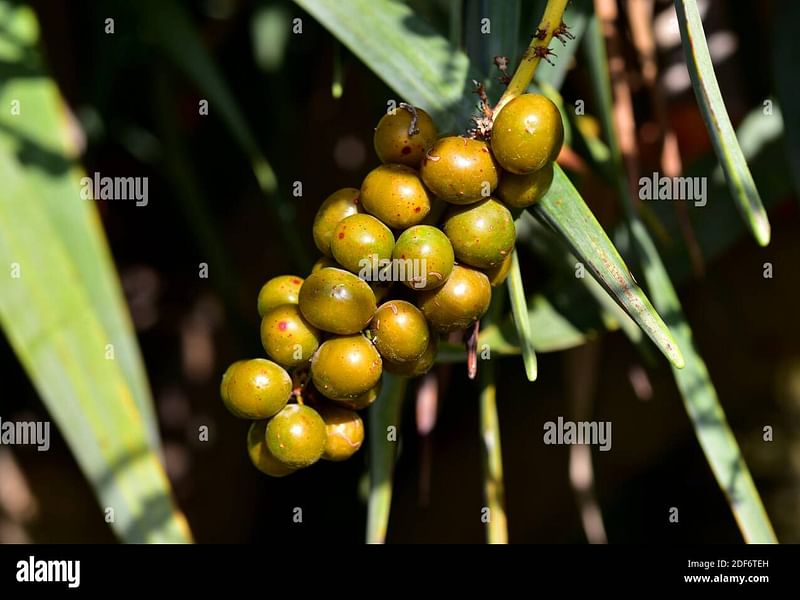 Dracaena Schizantha Fruit | Dracaena | Dracaenaceae