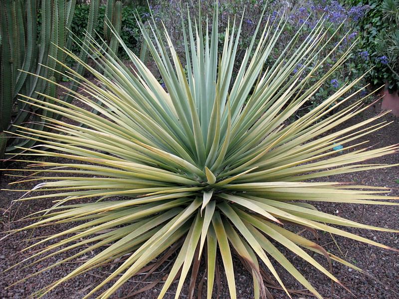 Dracaena Schizantha Fruit | Dracaena | Dracaenaceae