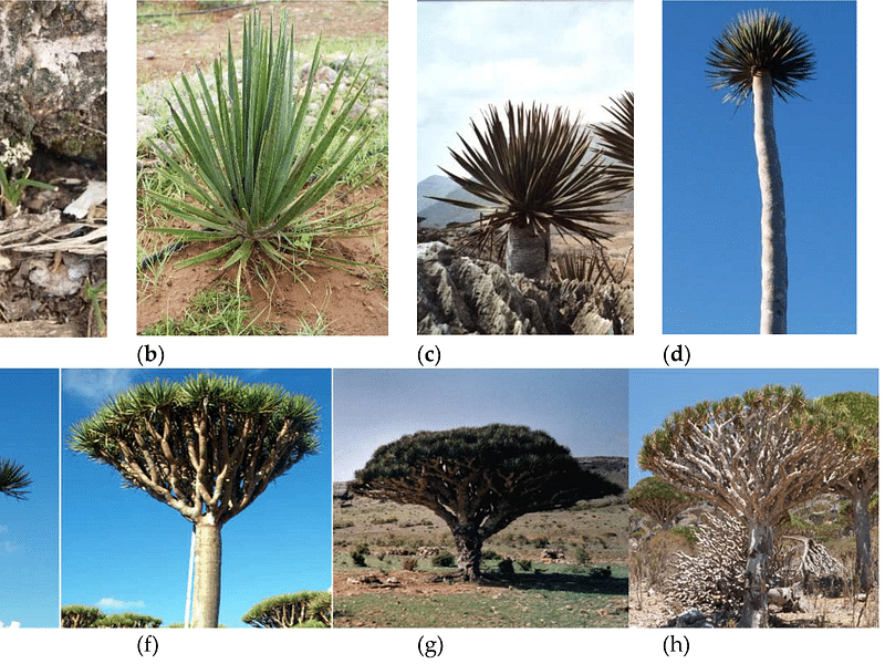 Dracaena Schizantha Fruit | Dracaena | Dracaenaceae