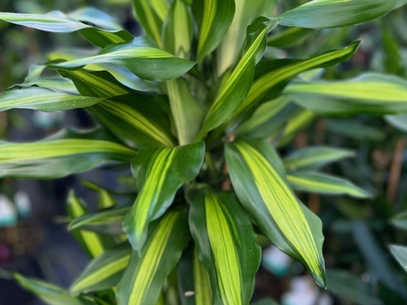 Dracaena Steucheri | Dracaena | Dracaenaceae