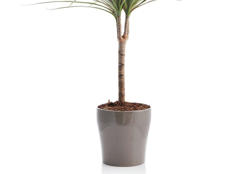 Dracaena Steucheri | Dracaena | Dracaenaceae