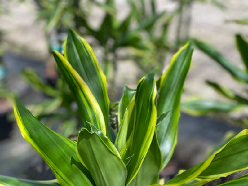 Dracaena Steucheri | Dracaena | Dracaenaceae