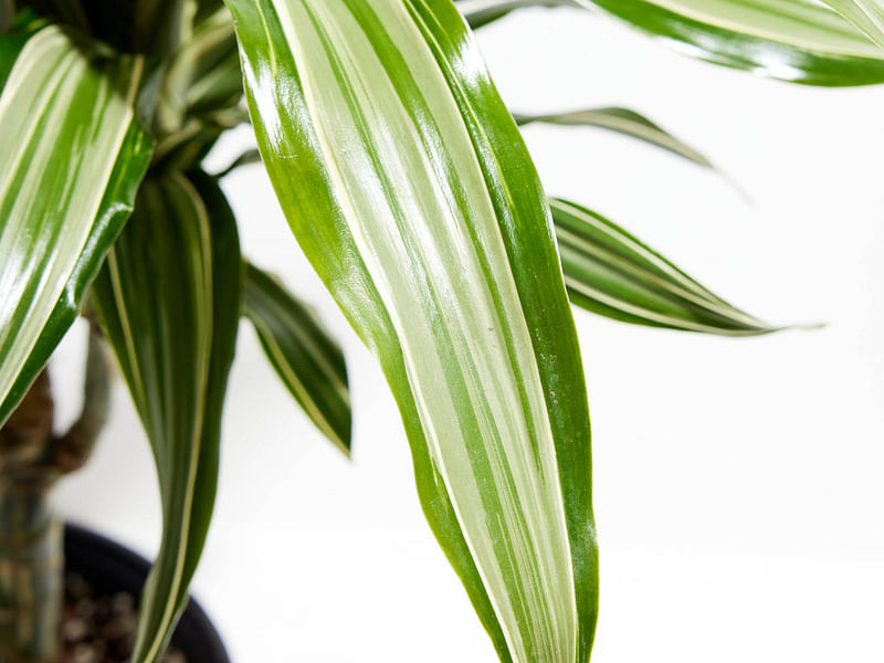 Dracaena Steucheri | Dracaena | Dracaenaceae