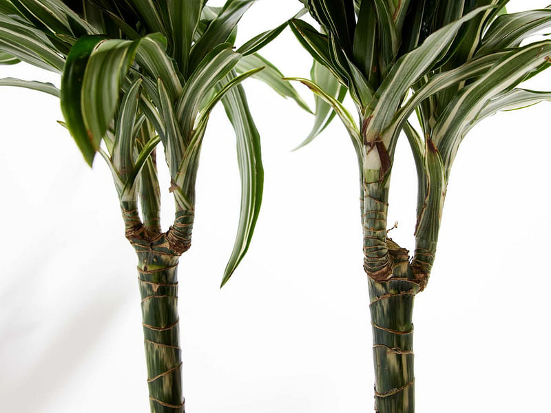 Dracaena Steucheri | Dracaena | Dracaenaceae