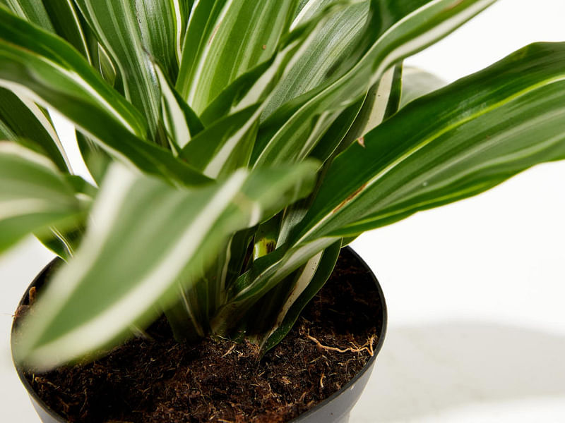 Dracaena Steucheri | Dracaena | Dracaenaceae