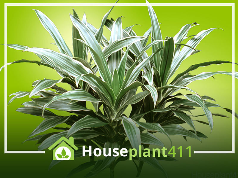 Dracaena Steucheri | Dracaena | Dracaenaceae