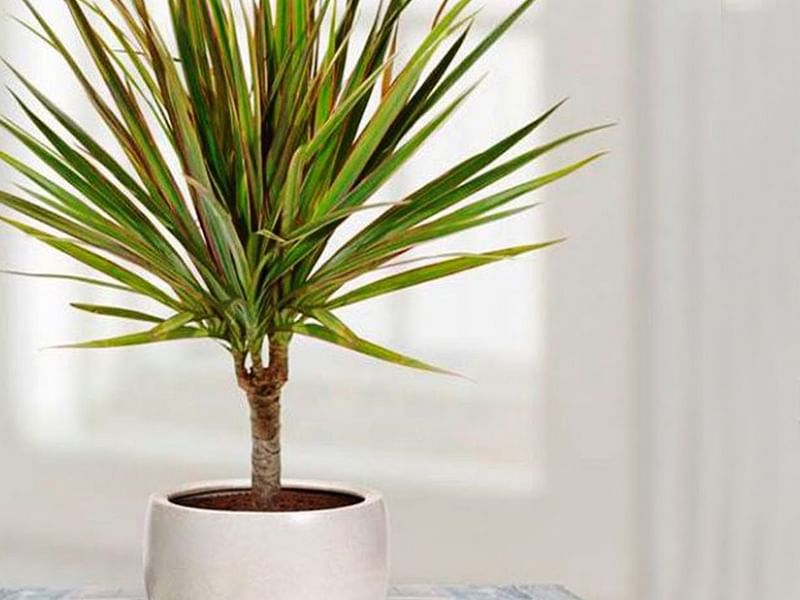 Dracaena Steucheri | Dracaena | Dracaenaceae