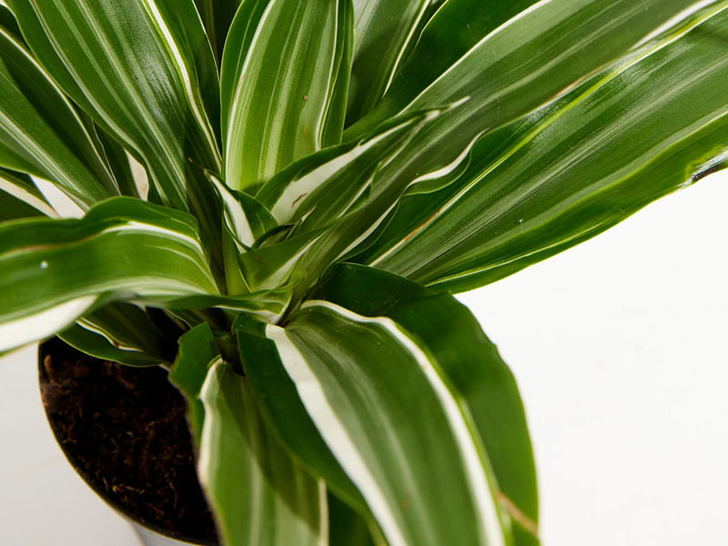 Dracaena Steucheri | Dracaena | Dracaenaceae