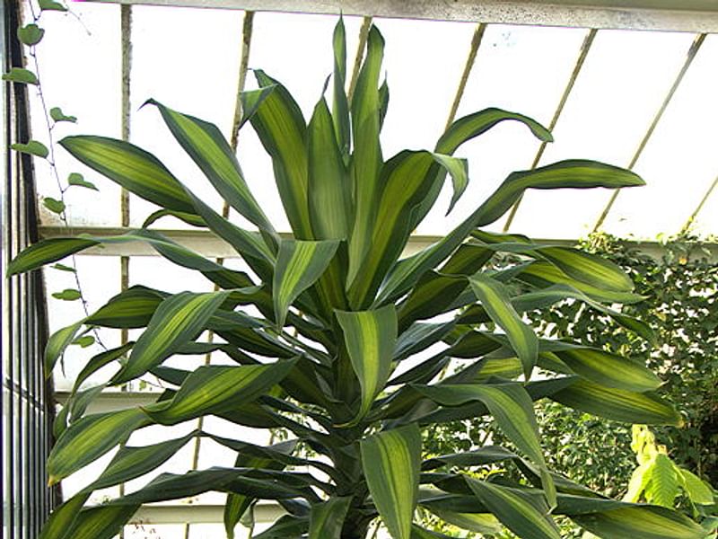 Dracaenaceae