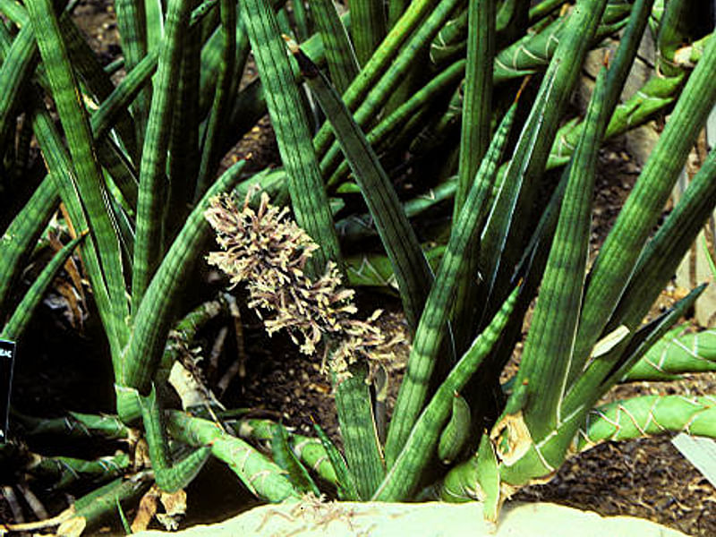 Dracaenaceae