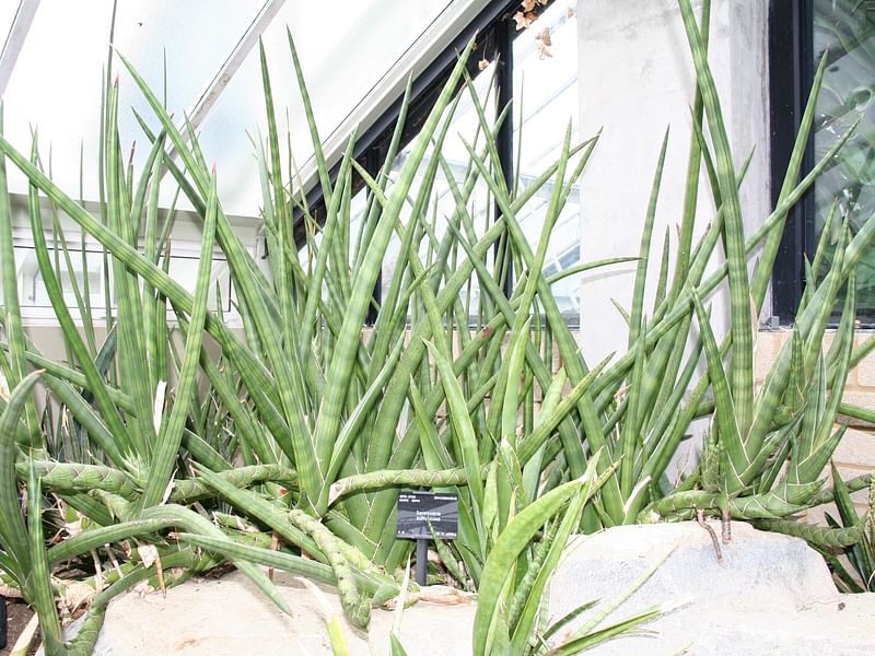 Dracaenaceae