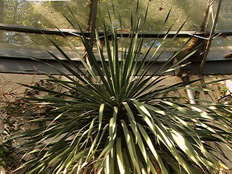 Dracaenaceae