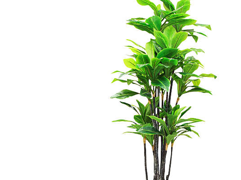 Dracaenaceae