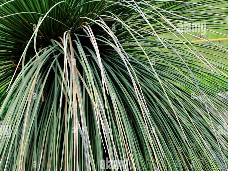 Dracaenaceae