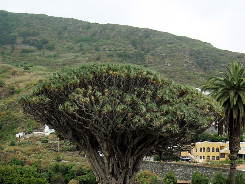 Dracaenaceae