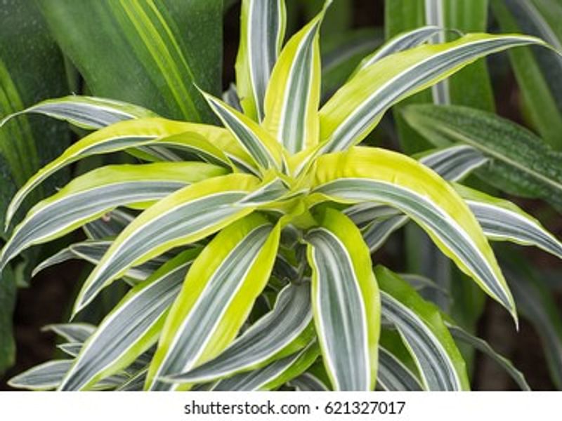 Dracaenaceae