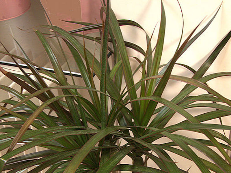 Dracaenaceae