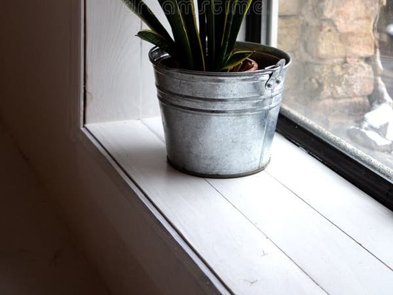 Dracaenaceae