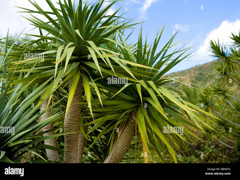 Dracaenaceae
