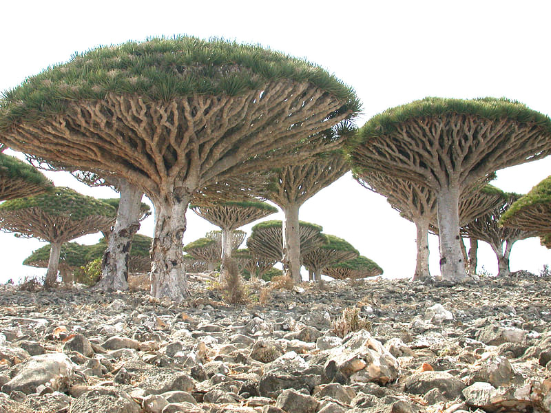 Dracaenaceae