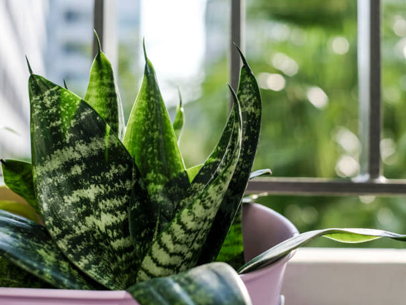 Dracaenaceae