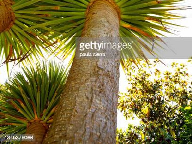 Dracaenaceae