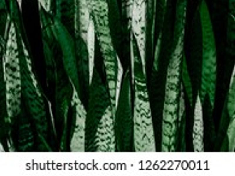Dracaenaceae