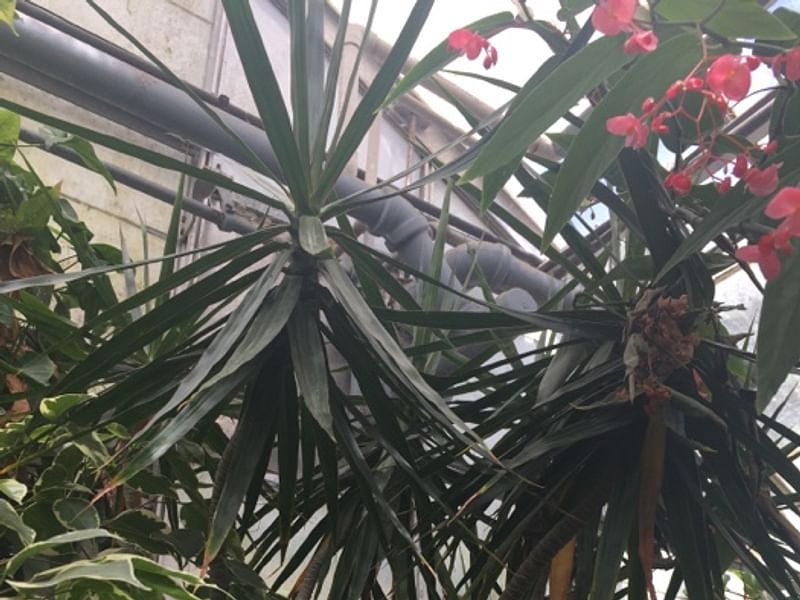 Dracaenaceae